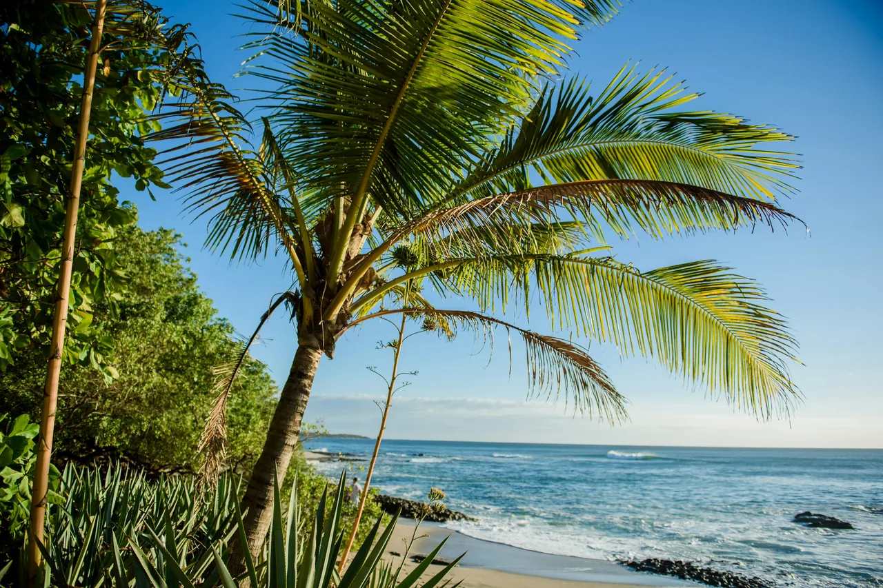 Palms above the Pacific at the end of the day